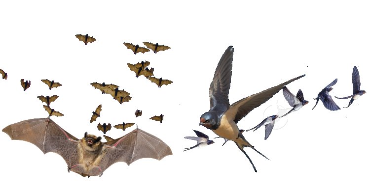 Les animaux bienfaiteurs qu'on ignore: l'hirondelle et la chauve-souris